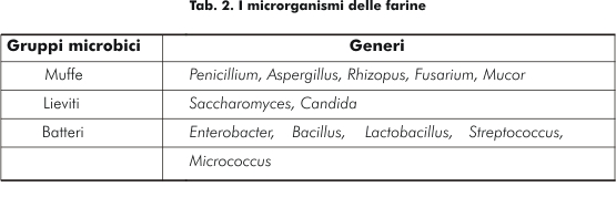 I microrganismi delle farine