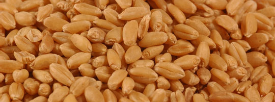 La qualità nella filiera del grano duro