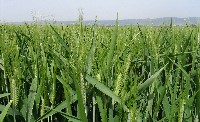 INVITO: "MANIFESTAZIONE DI INTERESSE FINALIZZATA ALLA ADESIONE AL PROGETTO 
QUALITÀ E TRACCIABILITÀ DEL GRANO DURO IN SICILIA”

