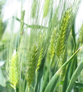 Risultati analitici monitoraggio qualitativo del grano duro in Sicilia al 22 giugno 2010