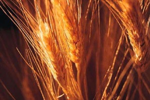 Risultati analitici monitoraggio qualitativo del grano duro in Sicilia al 29 giugno 2010