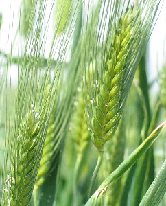 Risultati analitici monitoraggio qualitativo del grano duro in Sicilia al 20 luglio 2010