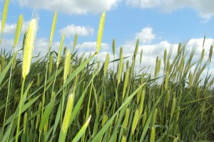 Risultati analitici monitoraggio qualitativo del grano duro in Sicilia al 11 07 2011