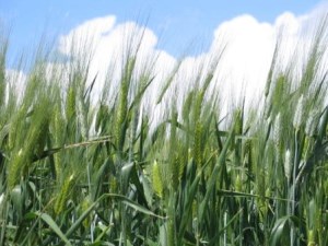 Monitoraggio della qualità del grano duro in Sicilia
campagna di raccolto 2013