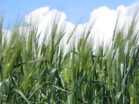 Monitoraggio della qualità del grano duro in Sicilia
campagna di raccolto 2013
