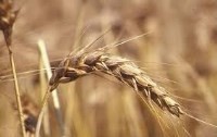 SISTEMA DI MONITORAGGIO DELLA QUALITÀ
DEL GRANO DURO IN SICILIA – anticipazioni 2017
