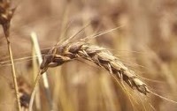Certificazione dei “grani antichi” siciliani e agricoltori autorizzati al mantenimento in purezza