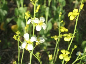 Progetto Fi.Sic.A. 
(Filiera Siciliana per l'Agroenergia